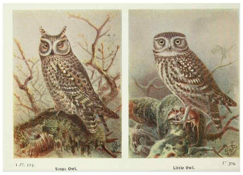Reproducción/Reproduction 8263814193: The birds of the British Isles and their eggs.. London ;F. Warne,1919.