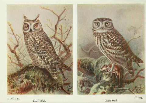 Reproducción/Reproduction 8263814193: The birds of the British Isles and their eggs.. London ;F. Warne,1919.