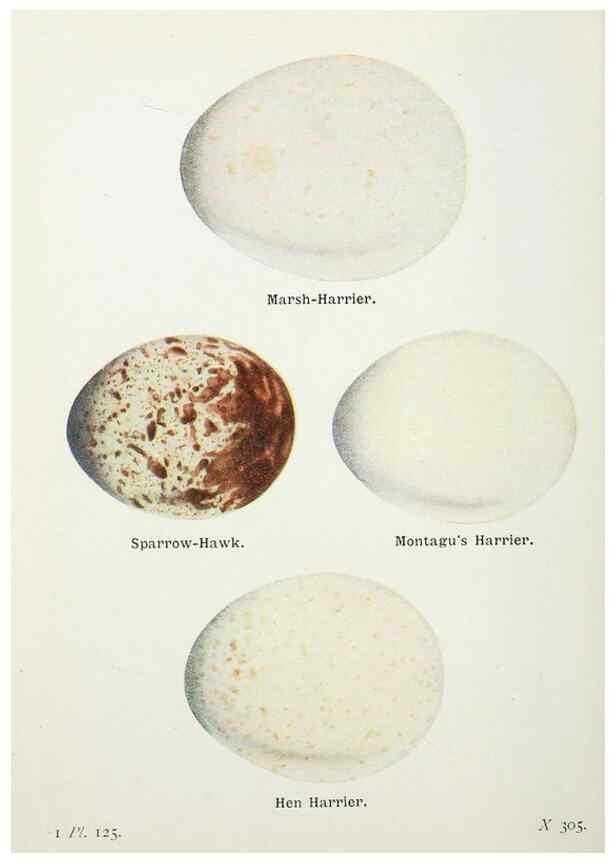 Reproducción/Reproduction 8264882736: The birds of the British Isles and their eggs.. London ;F. Warne,1919.