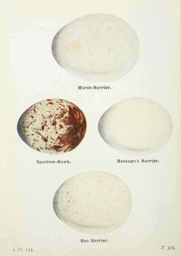 Reproducción/Reproduction 8264882736: The birds of the British Isles and their eggs.. London ;F. Warne,1919.