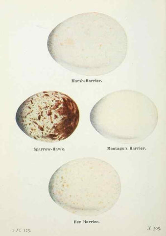 Reproducción/Reproduction 8264882736: The birds of the British Isles and their eggs.. London ;F. Warne,1919.