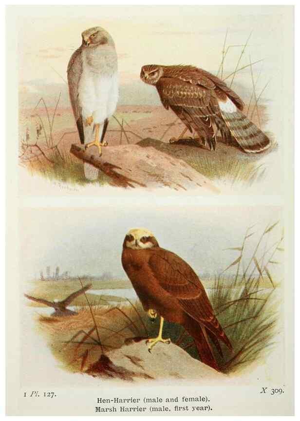 Reproducción/Reproduction 8263815335: The birds of the British Isles and their eggs.. London ;F. Warne,1919.