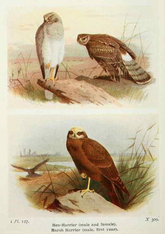 Reproducción/Reproduction 8263815335: The birds of the British Isles and their eggs.. London ;F. Warne,1919.