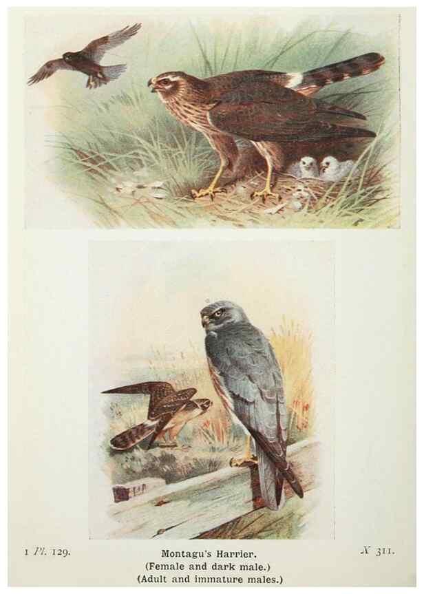 Reproducción/Reproduction 8263816067: The birds of the British Isles and their eggs.. London ;F. Warne,1919.