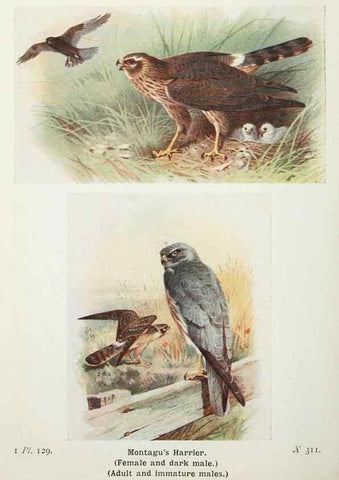 Reproducción/Reproduction 8263816067: The birds of the British Isles and their eggs.. London ;F. Warne,1919.