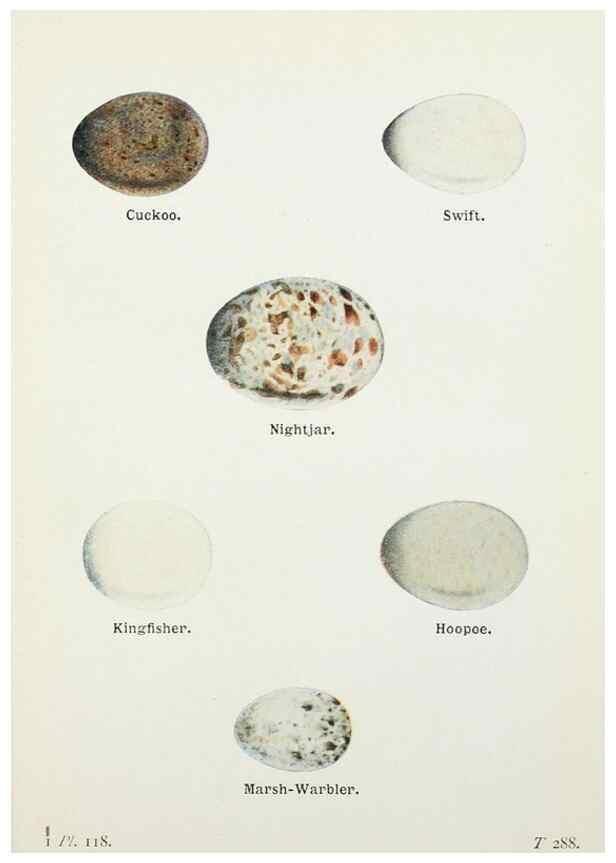 Reproducción/Reproduction 8263811465: The birds of the British Isles and their eggs.. London ;F. Warne,1919.