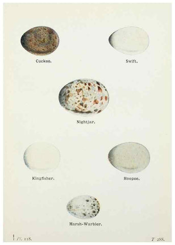 Reproducción/Reproduction 8263811465: The birds of the British Isles and their eggs.. London ;F. Warne,1919.