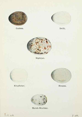 Reproducción/Reproduction 8263811465: The birds of the British Isles and their eggs.. London ;F. Warne,1919.