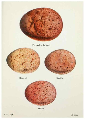 Reproducción/Reproduction 8263829685: The birds of the British Isles and their eggs.. London ;F. Warne,1919.