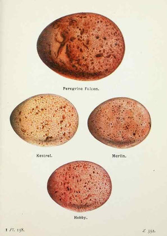 Reproducción/Reproduction 8263829685: The birds of the British Isles and their eggs.. London ;F. Warne,1919.