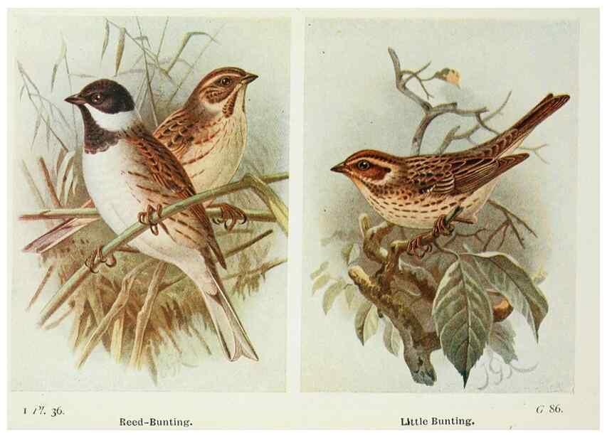 Reproducción/Reproduction 8263776765: The birds of the British Isles and their eggs.. London ;F. Warne,1919.