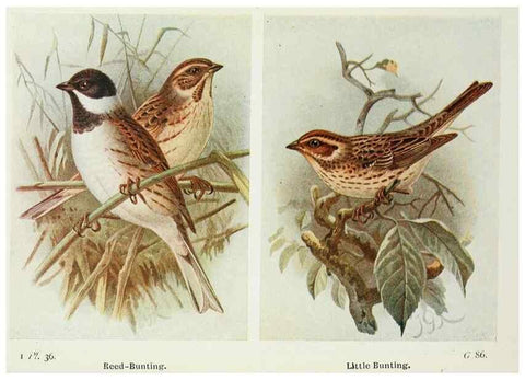 Reproducción/Reproduction 8263776765: The birds of the British Isles and their eggs.. London ;F. Warne,1919.