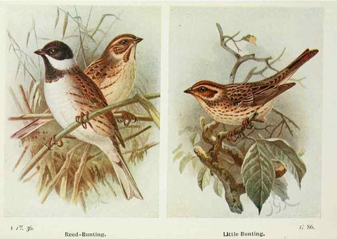 Reproducción/Reproduction 8263776765: The birds of the British Isles and their eggs.. London ;F. Warne,1919.