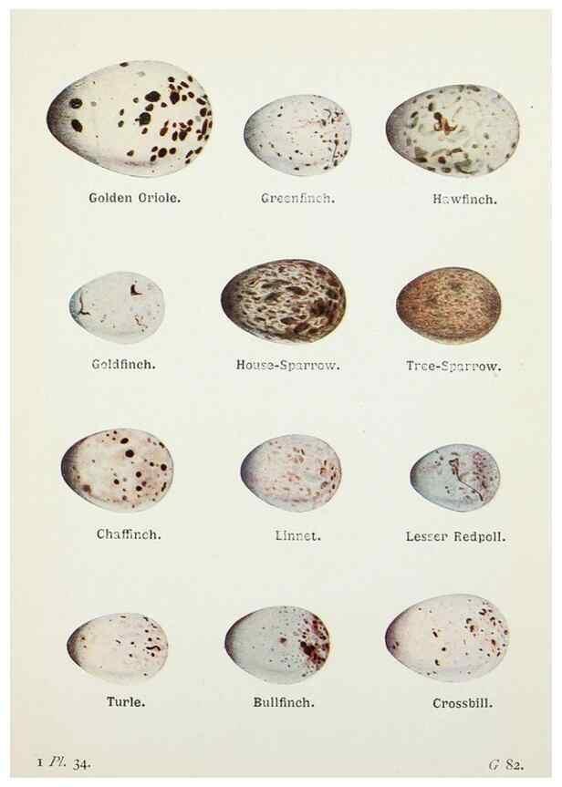 Reproducción/Reproduction 8264843334: The birds of the British Isles and their eggs.. London ;F. Warne,1919.