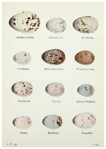 Reproducción/Reproduction 8264843334: The birds of the British Isles and their eggs.. London ;F. Warne,1919.