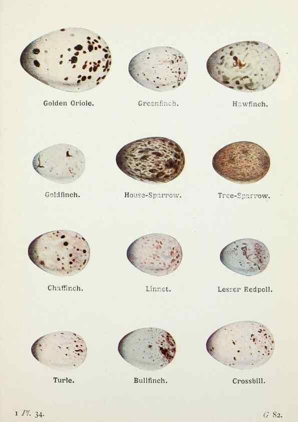 Reproducción/Reproduction 8264843334: The birds of the British Isles and their eggs.. London ;F. Warne,1919.