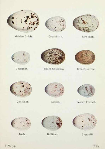 Reproducción/Reproduction 8264843334: The birds of the British Isles and their eggs.. London ;F. Warne,1919.