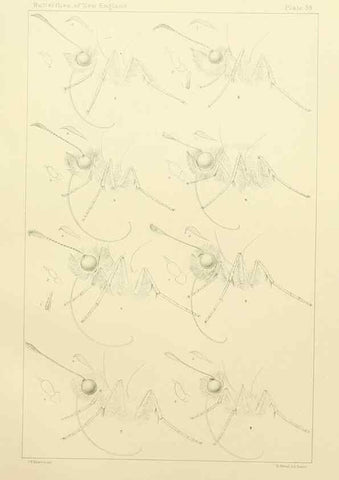 Reproducción/Reproduction 8253383136: The butterflies of the eastern United States and Canada :. Cambridge :The author,1889.