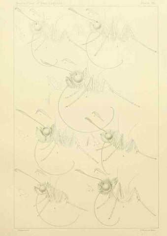 Reproducción/Reproduction 8253383582: The butterflies of the eastern United States and Canada :. Cambridge :The author,1889.