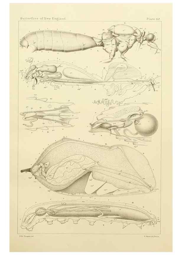 Reproducción/Reproduction 8252313631: The butterflies of the eastern United States and Canada :. Cambridge :The author,1889.