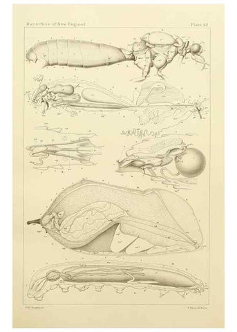 Reproducción/Reproduction 8252313631: The butterflies of the eastern United States and Canada :. Cambridge :The author,1889.