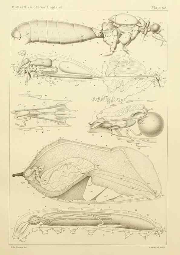 Reproducción/Reproduction 8252313631: The butterflies of the eastern United States and Canada :. Cambridge :The author,1889.
