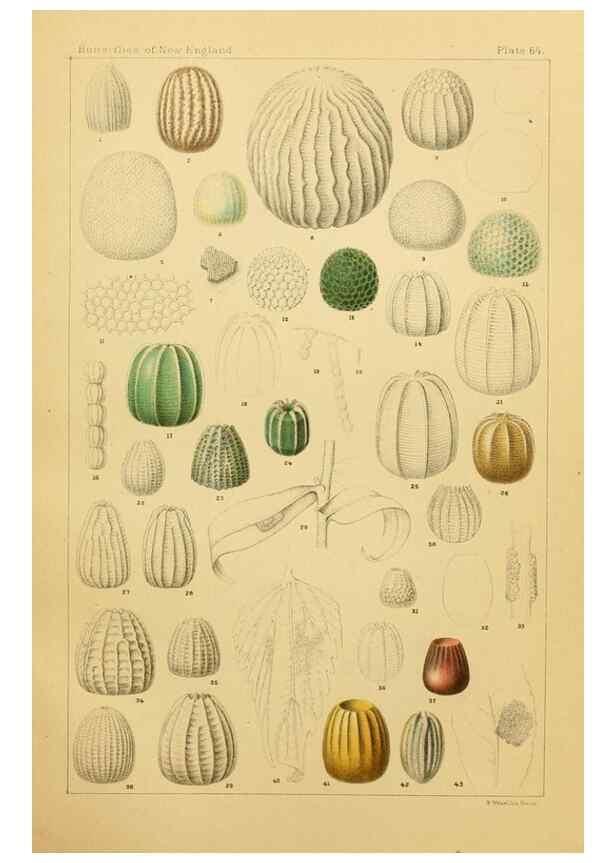 Reproducción/Reproduction 8252314725: The butterflies of the eastern United States and Canada :. Cambridge :The author,1889.