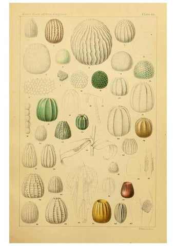 Reproducción/Reproduction 8252314725: The butterflies of the eastern United States and Canada :. Cambridge :The author,1889.
