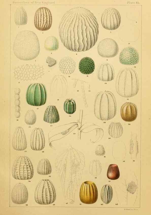 Reproducción/Reproduction 8252314725: The butterflies of the eastern United States and Canada :. Cambridge :The author,1889.