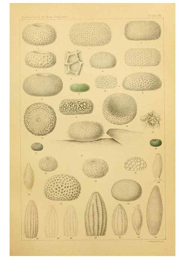 Reproducción/Reproduction 8253386276: The butterflies of the eastern United States and Canada :. Cambridge :The author,1889.
