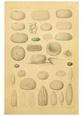 Reproducción/Reproduction 8253386276: The butterflies of the eastern United States and Canada :. Cambridge :The author,1889.