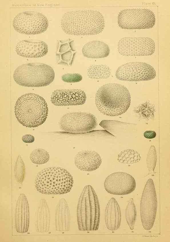 Reproducción/Reproduction 8253386276: The butterflies of the eastern United States and Canada :. Cambridge :The author,1889.
