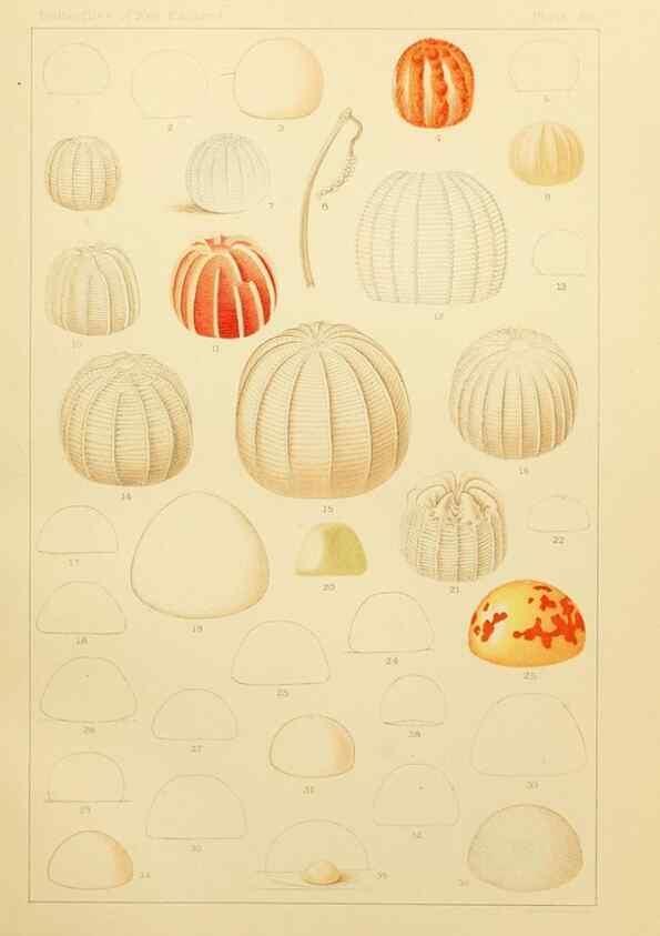 Reproducción/Reproduction 8252315621: The butterflies of the eastern United States and Canada :. Cambridge :The author,1889.