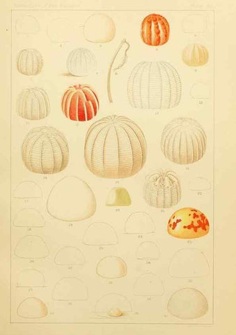 Reproducción/Reproduction 8252315621: The butterflies of the eastern United States and Canada :. Cambridge :The author,1889.