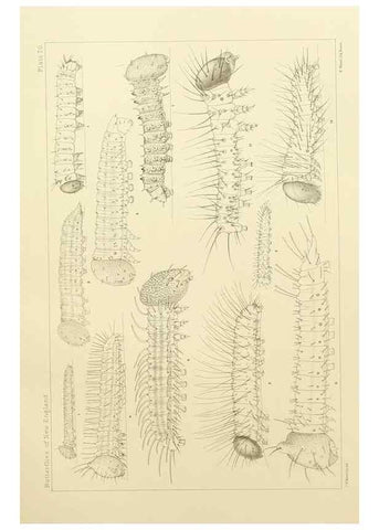 Reproducción/Reproduction 8253388258: The butterflies of the eastern United States and Canada :. Cambridge :The author,1889.