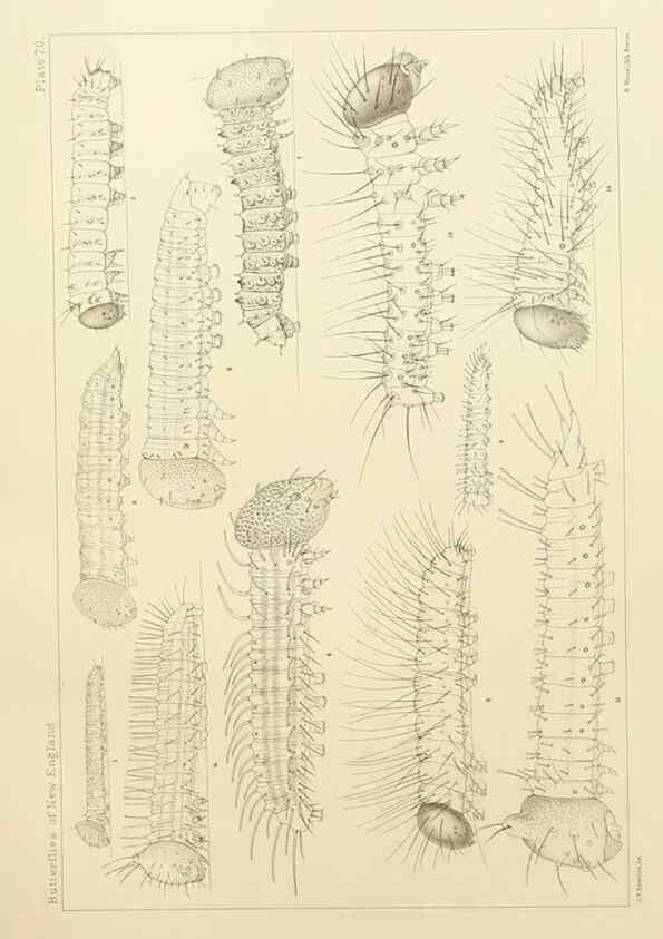 Reproducción/Reproduction 8253388258: The butterflies of the eastern United States and Canada :. Cambridge :The author,1889.