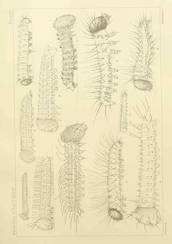 Reproducción/Reproduction 8253388258: The butterflies of the eastern United States and Canada :. Cambridge :The author,1889.
