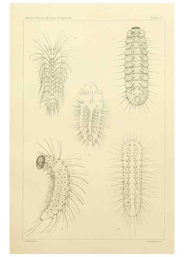 Reproducción/Reproduction 8253388706: The butterflies of the eastern United States and Canada :. Cambridge :The author,1889.