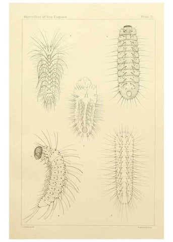 Reproducción/Reproduction 8253388706: The butterflies of the eastern United States and Canada :. Cambridge :The author,1889.