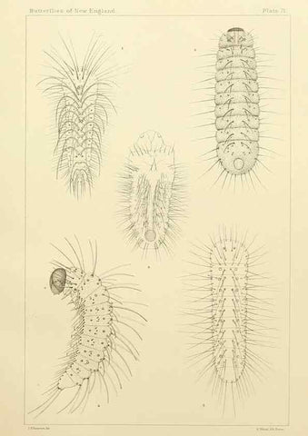 Reproducción/Reproduction 8253388706: The butterflies of the eastern United States and Canada :. Cambridge :The author,1889.