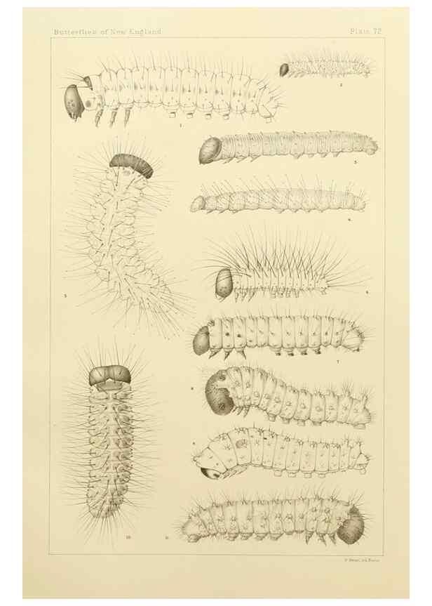 Reproducción/Reproduction 8252318333: The butterflies of the eastern United States and Canada :. Cambridge :The author,1889.