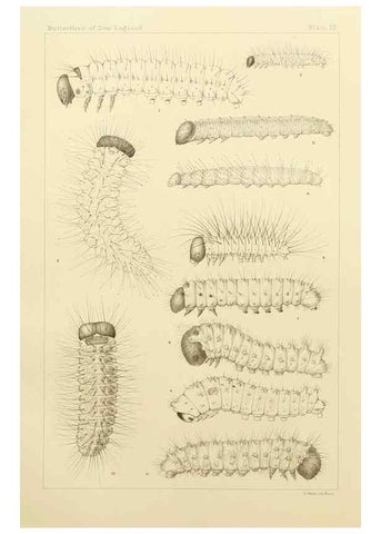 Reproducción/Reproduction 8252318333: The butterflies of the eastern United States and Canada :. Cambridge :The author,1889.