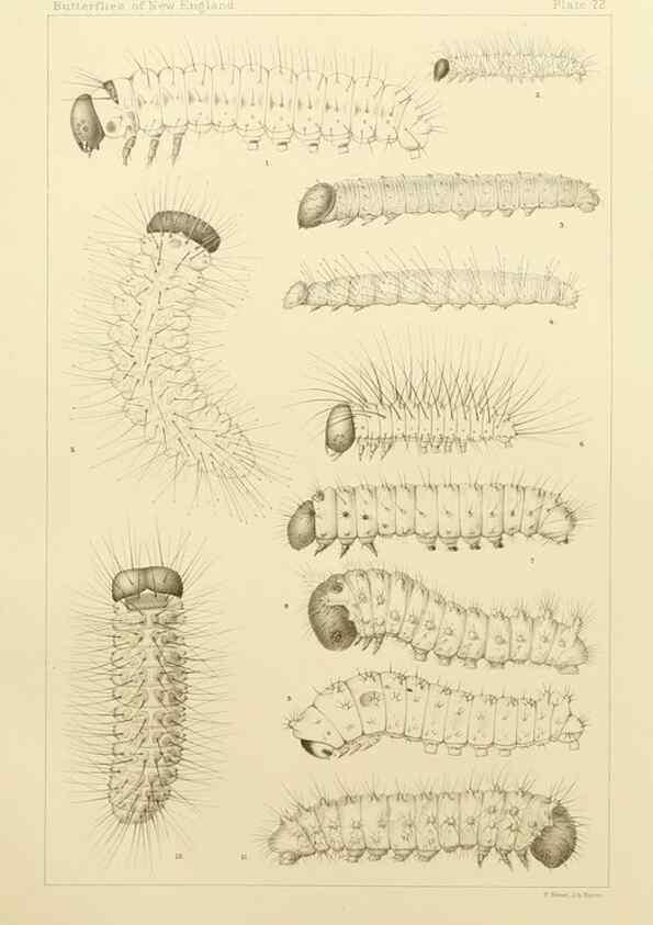 Reproducción/Reproduction 8252318333: The butterflies of the eastern United States and Canada :. Cambridge :The author,1889.