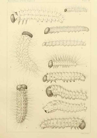 Reproducción/Reproduction 8252318333: The butterflies of the eastern United States and Canada :. Cambridge :The author,1889.