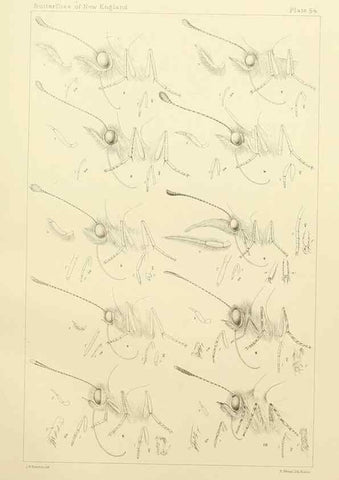 Reproducción/Reproduction 8252310497: The butterflies of the eastern United States and Canada :. Cambridge :The author,1889.
