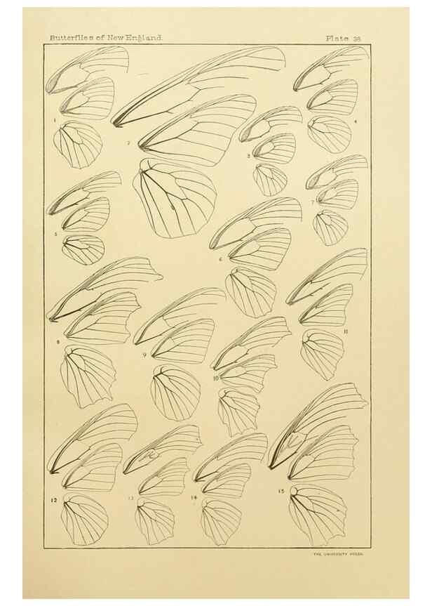 Reproducción/Reproduction 8252304215: The butterflies of the eastern United States and Canada :. Cambridge :The author,1889.