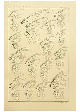 Reproducción/Reproduction 8252304215: The butterflies of the eastern United States and Canada :. Cambridge :The author,1889.