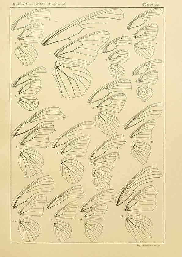 Reproducción/Reproduction 8252304215: The butterflies of the eastern United States and Canada :. Cambridge :The author,1889.