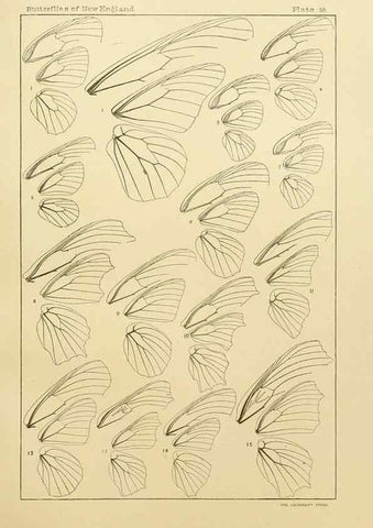 Reproducción/Reproduction 8252304215: The butterflies of the eastern United States and Canada :. Cambridge :The author,1889.