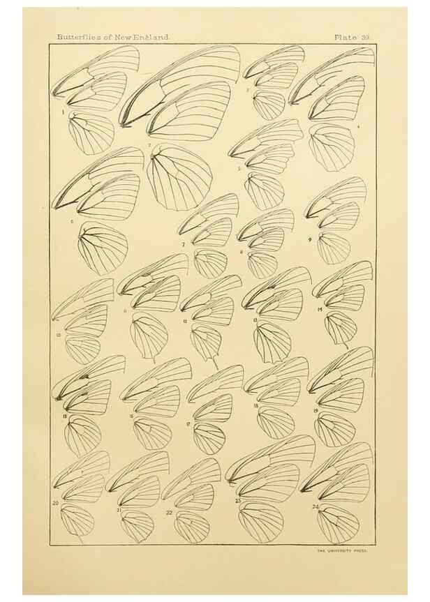 Reproducción/Reproduction 8253375432: The butterflies of the eastern United States and Canada :. Cambridge :The author,1889.